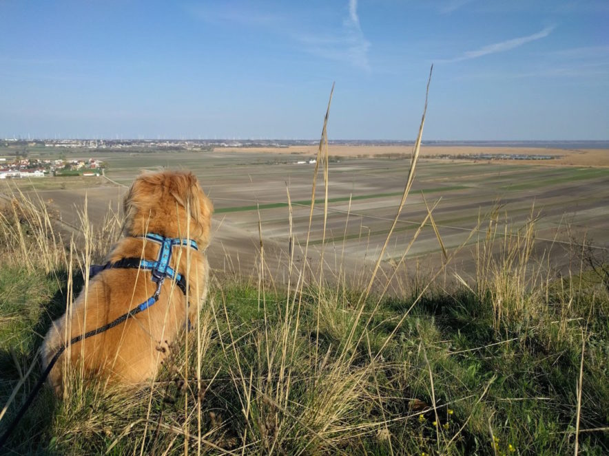 Weniger ist mehr. dogtome.at